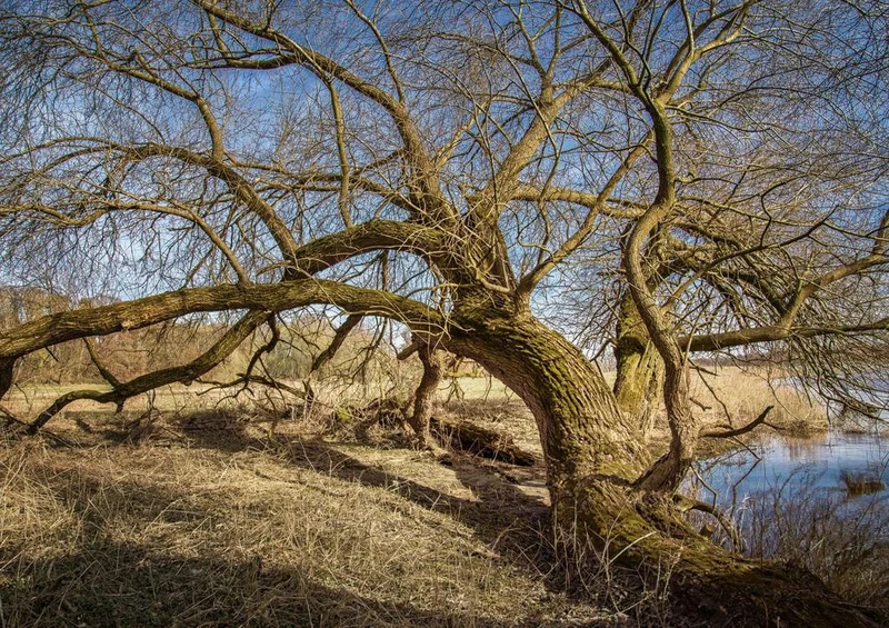 21961 Natur - Baum am Ufer Puzzle