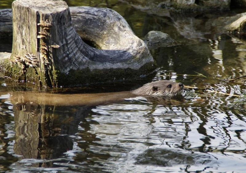 23018 Tierwelt - Otter Puzzle