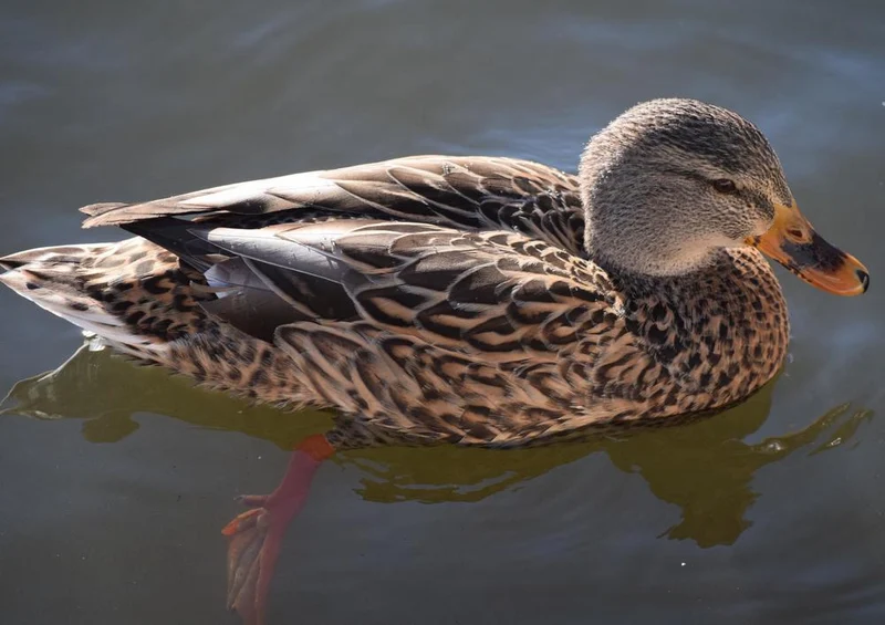 23013 Tierwelt - Ente Puzzle