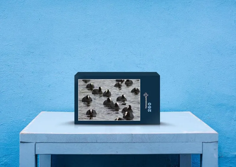 23008 Tierwelt - Blässhuhn Puzzle