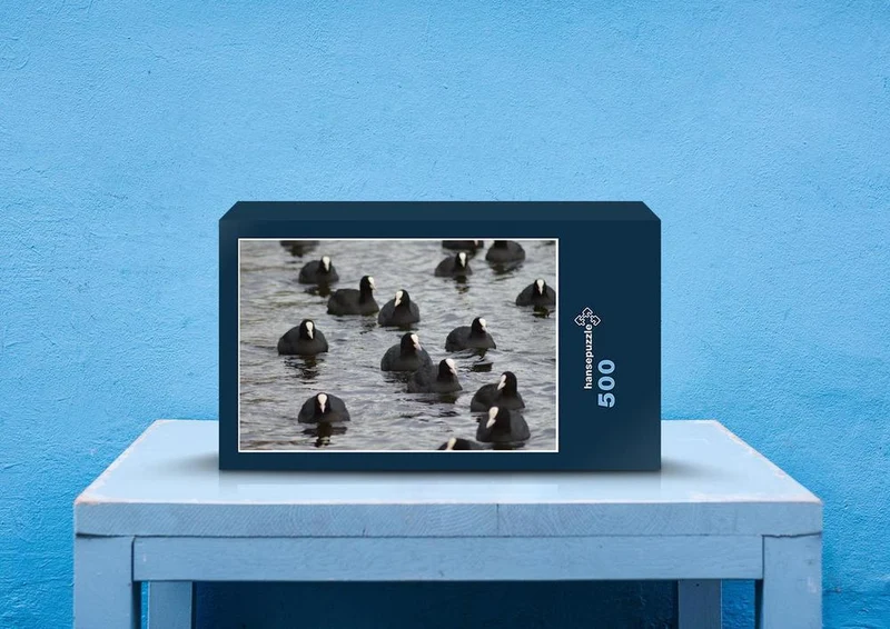 23008 Tierwelt - Blässhuhn Puzzle