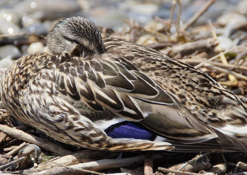 23003 Tierwelt - Ente im Holz Puzzle