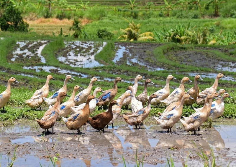 22070 Tierwelt - Enten im Reisfeld Puzzle