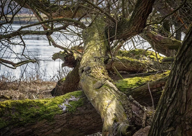21946 Natur - Baum am Ufer Puzzle