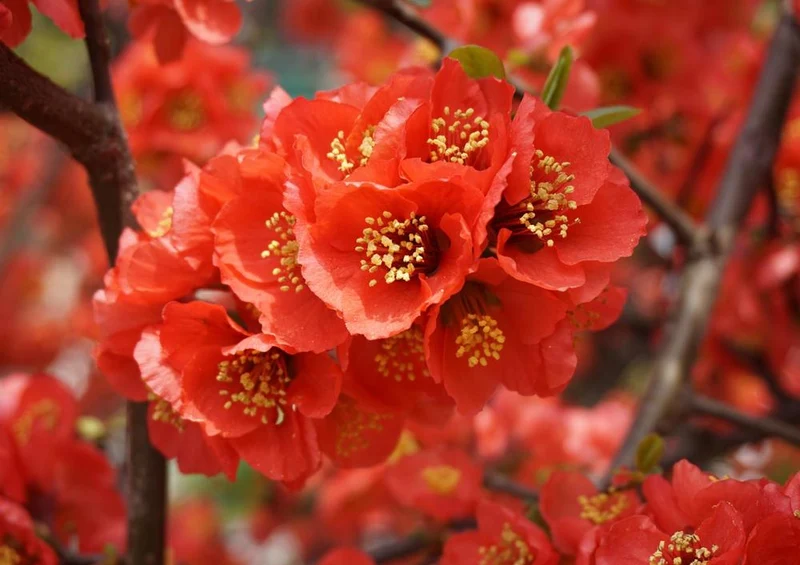 18597 Natur - Rote Blüte Puzzle