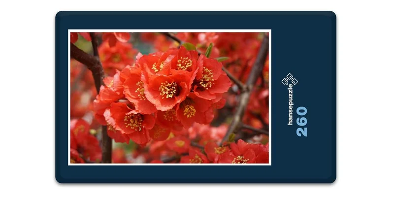 18597 Natur - Rote Blüte Puzzle
