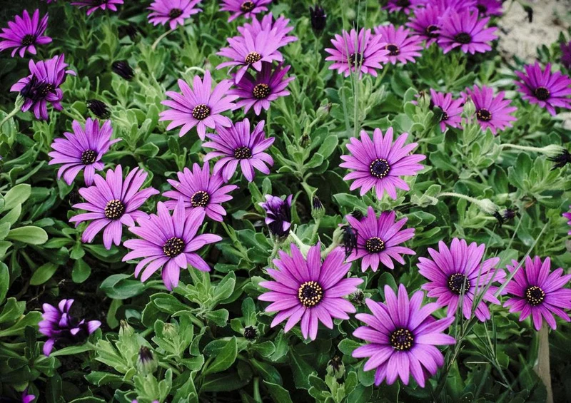 21606 Natur - Gerbera Puzzle