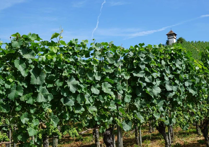 22828 Natur - Wein-Reben Puzzle