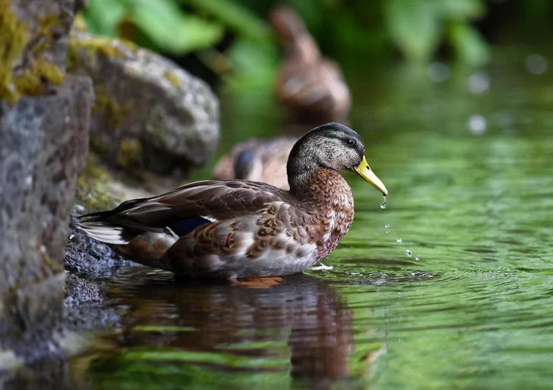 22823 Natur - Ente auf See Puzzle