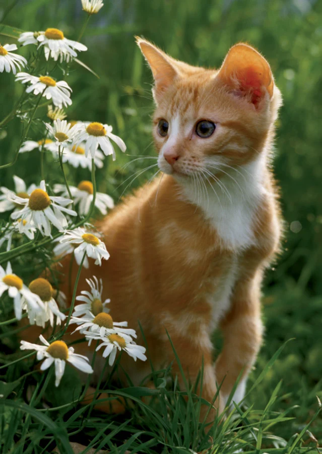 Animals Mini Puzzle (Brown Cat)