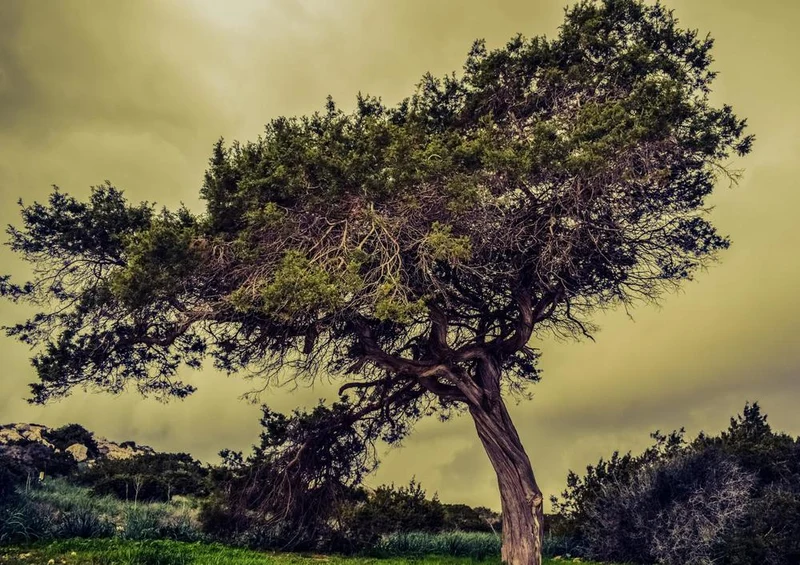 18497 Natur - Baum im Wind Puzzle