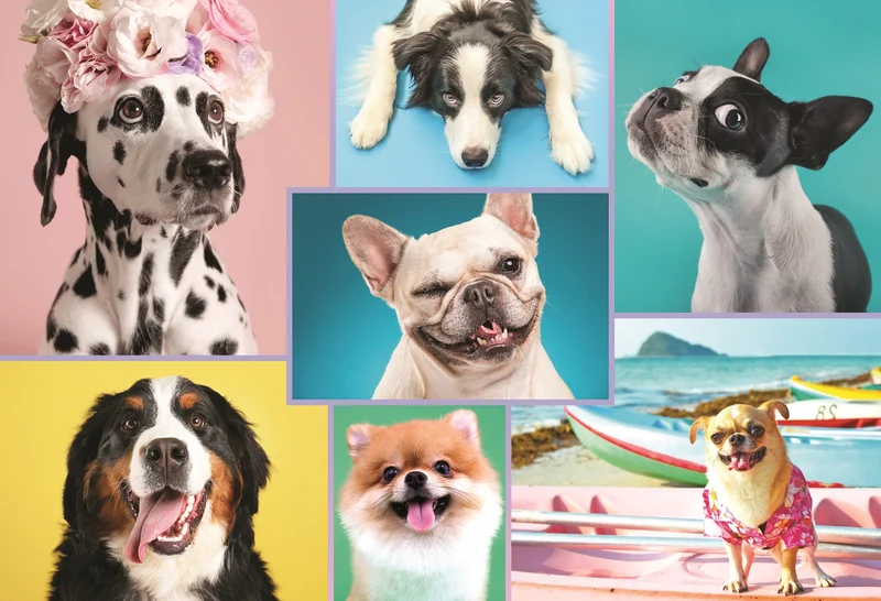 Sweet Dogs