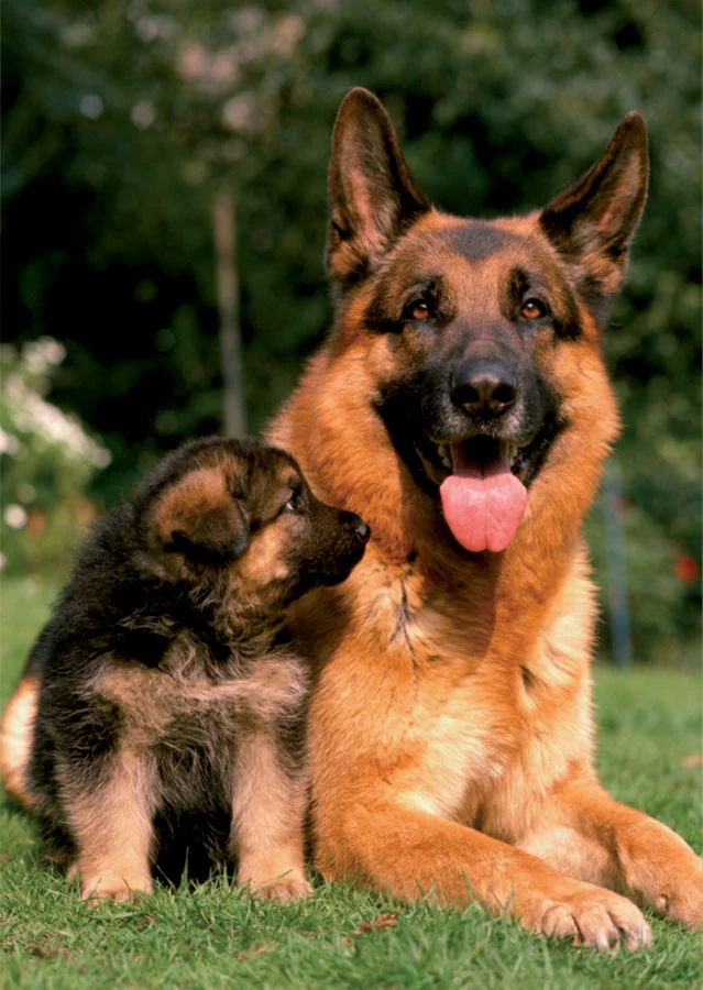 Animals Mini Puzzle (German Sheppard)