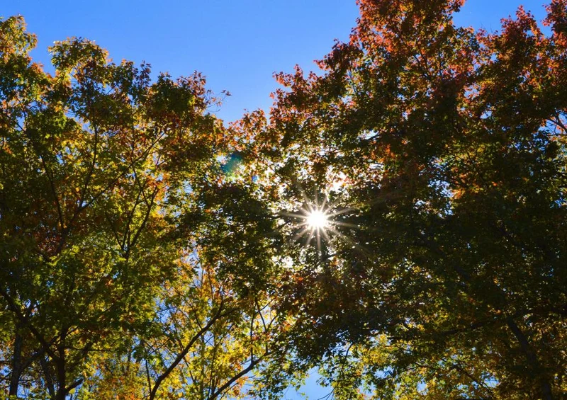 22685 Natur - Sonne im Laubwald Puzzle