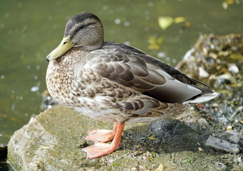 22655 Tierwelt - Ente Puzzle