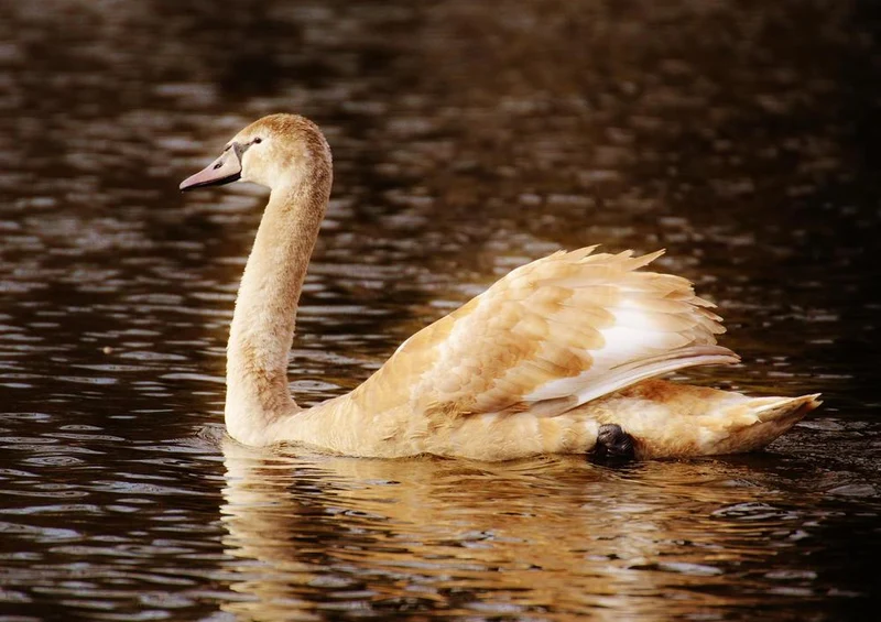 22645 Tierwelt - Schwan Puzzle