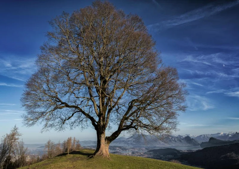 22640 Natur - Alte Eiche Puzzle