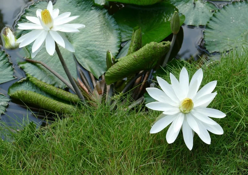 22505 Natur - Seerose am Ufer Puzzle