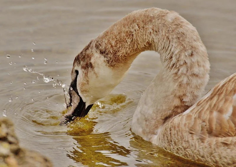 22495 Tierwelt - Schwan Puzzle