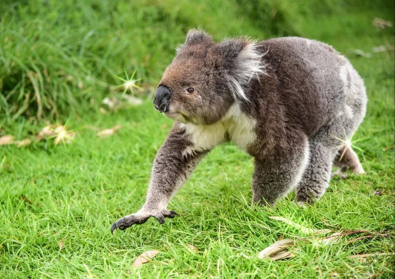 18517 Tierwelt - Koala-Bär Puzzle