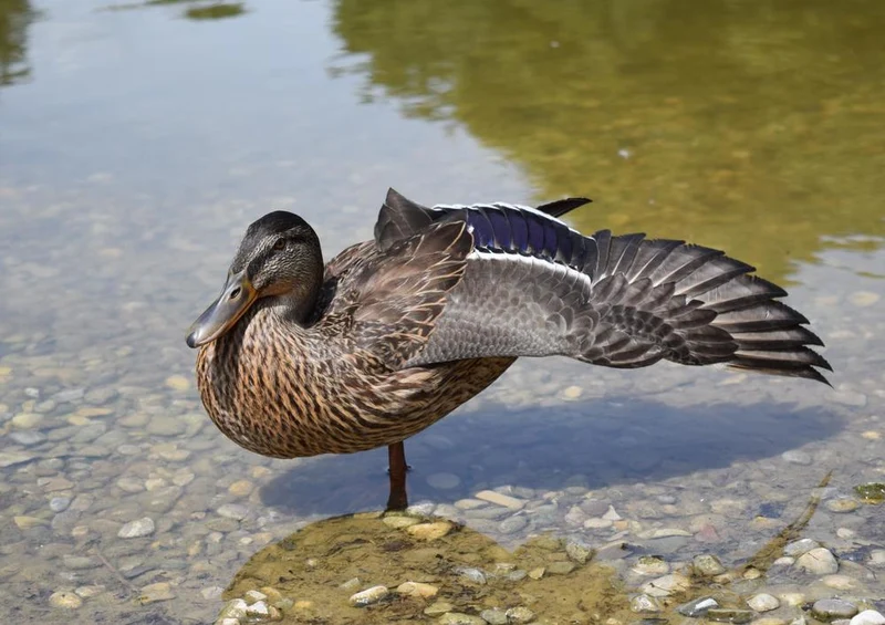18482 Sport - Ente Puzzle