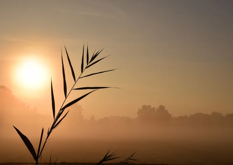43078 Natur - Sonnenaufgang Puzzle