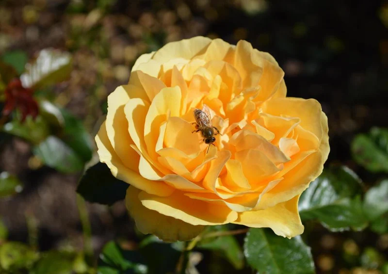 19405 Tierwelt - Rose Puzzle