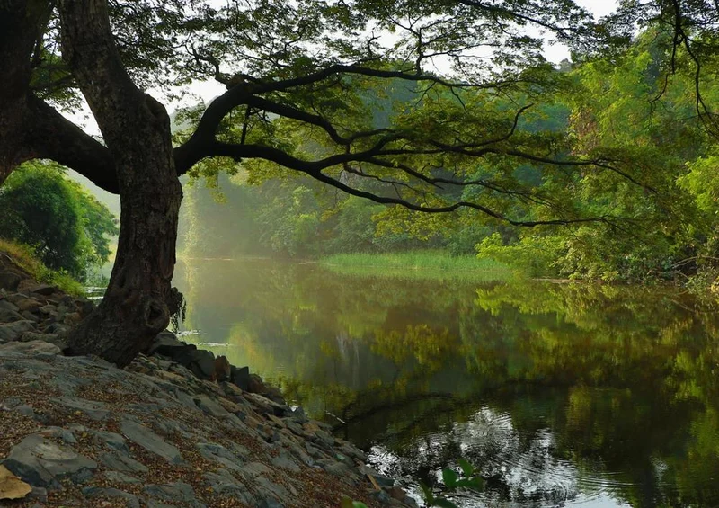 22460 Natur - Baum am Wasser Puzzle