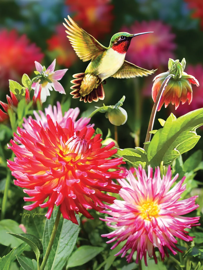 Flights of Fancy - Hummingbirds & Dahlia , Greg Giordano (550pcs)
