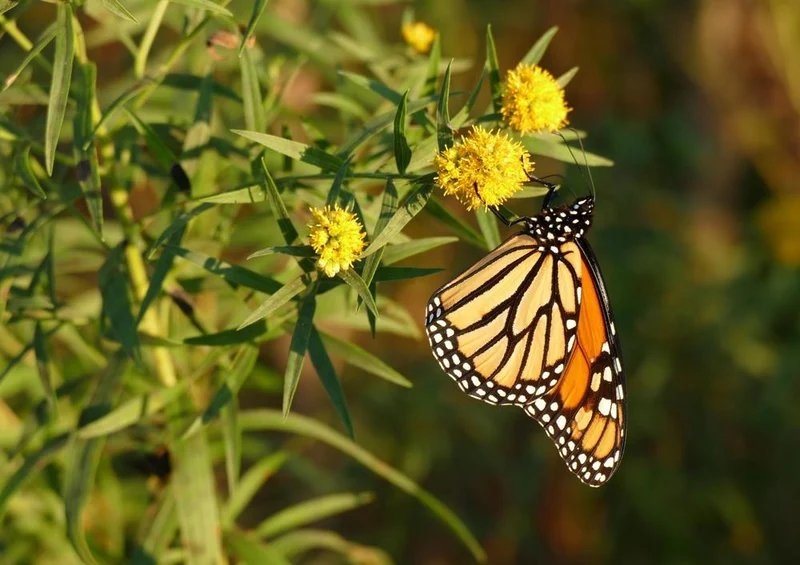 18683 Tierwelt - Schmetterling Puzzle