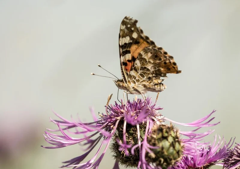 18668 Tierwelt - Schmetterling Puzzle