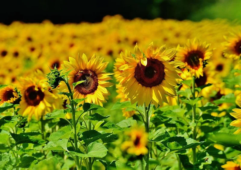 18663 Natur - Sonnenblume Puzzle