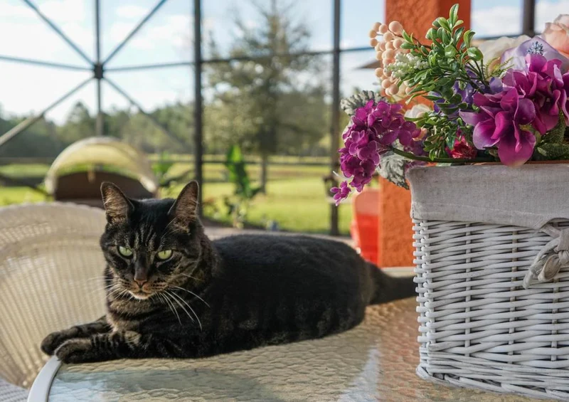 21120 Tierwelt - Katze Puzzle
