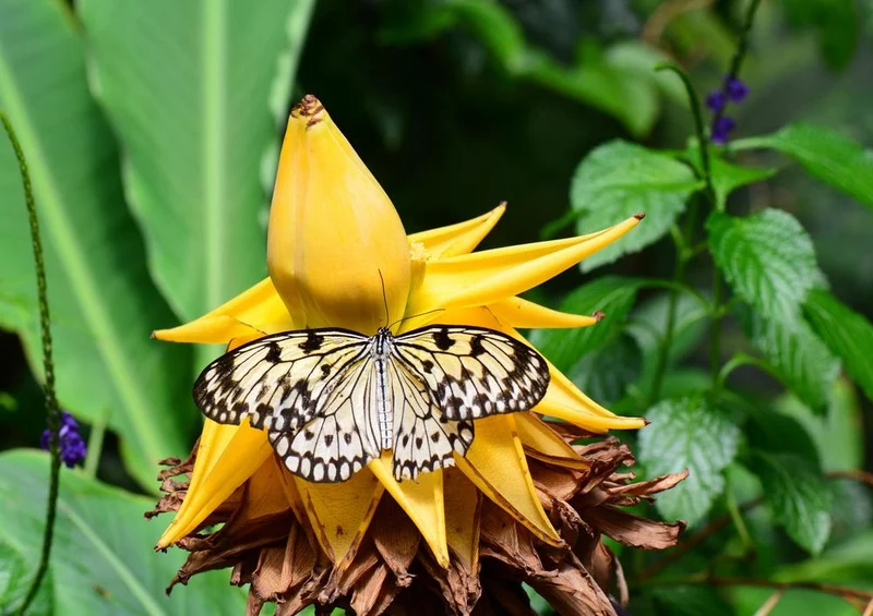 21681 Tierwelt - Schmetterling auf Blüte Puzzle