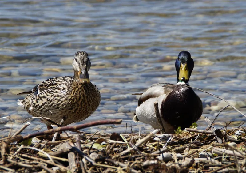 22435 Tierwelt - Enten am Ufer Puzzle