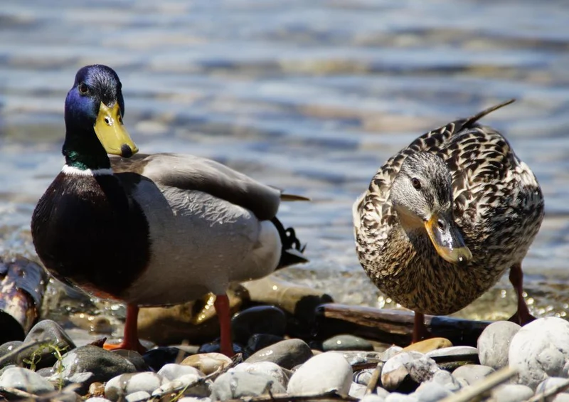 22384 Tierwelt - Enten-Paar Puzzle