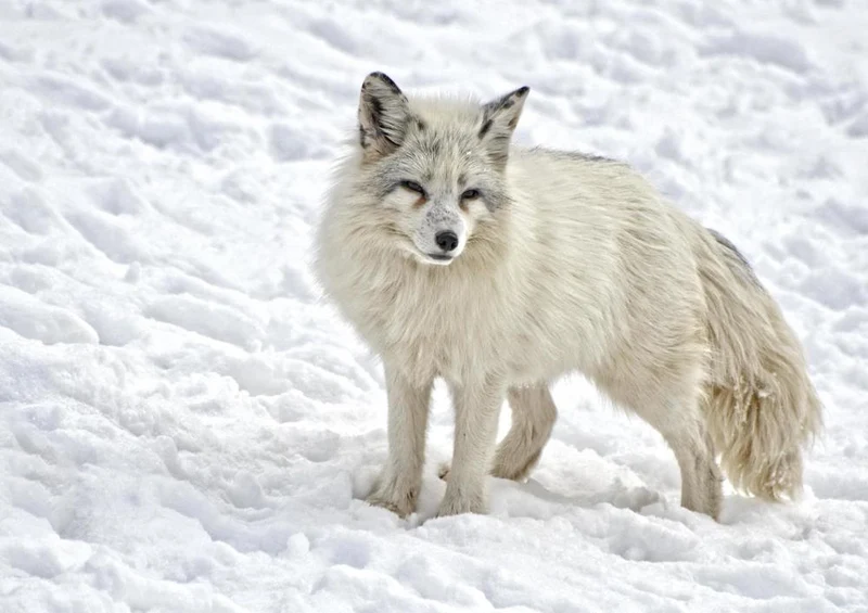 18516 Tierwelt - Polarfuchs Puzzle