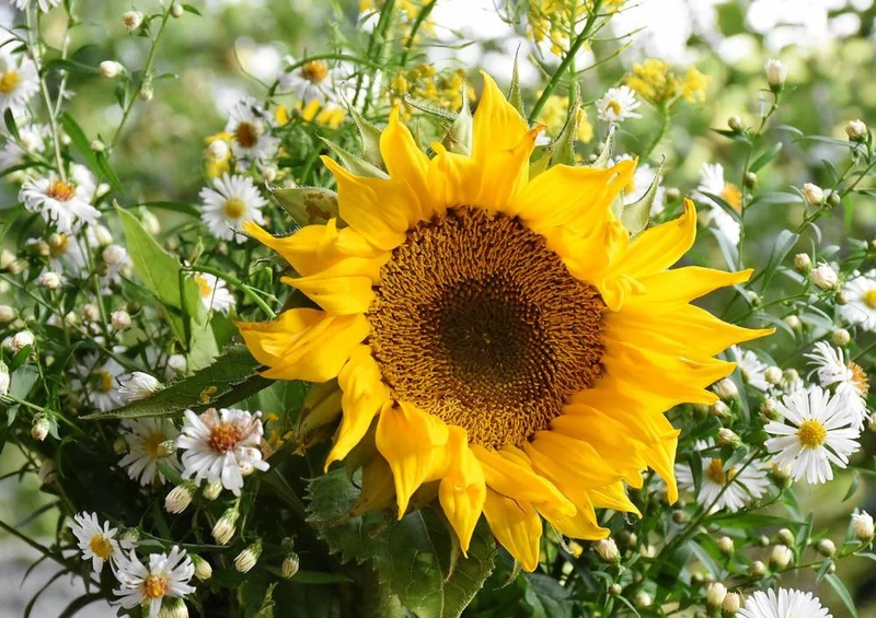 25170 Natur - Sonnen-Blume Puzzle
