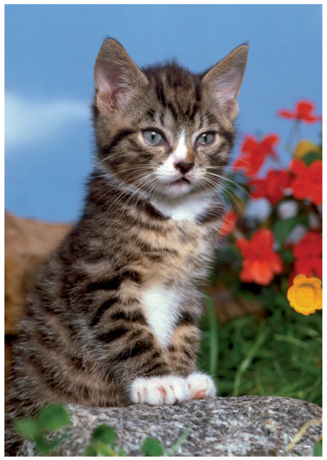 Animals Mini Puzzle (Grey Cat)