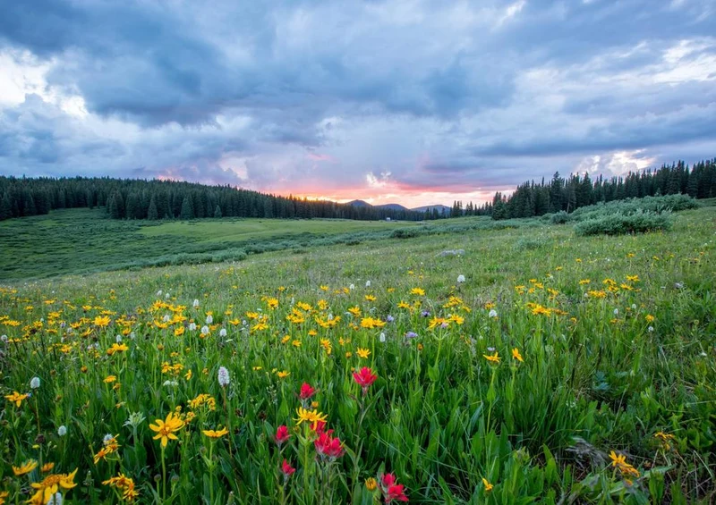 21596 Natur - Berg-Wiese Puzzle