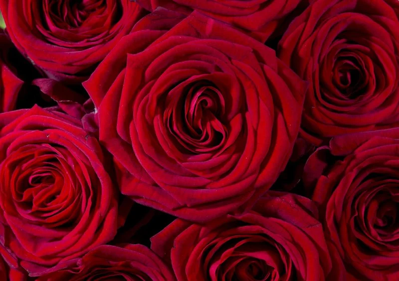 21591 Natur - Rote Rose Puzzle