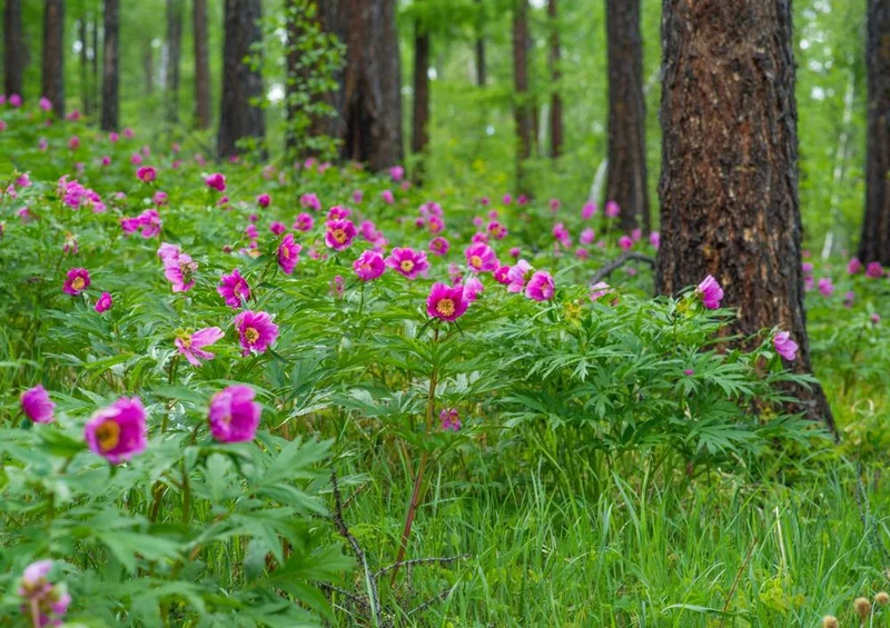 21586 Natur - Wald-Blumen Puzzle