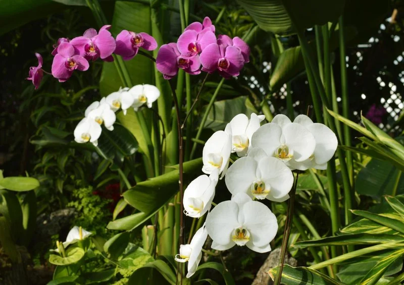 21581 Natur - Orchidee Puzzle
