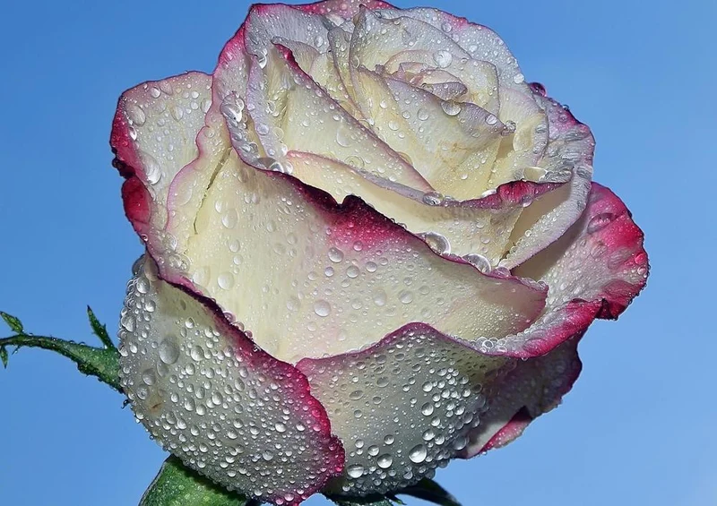 21571 Natur - Rose mit Tropfen Puzzle
