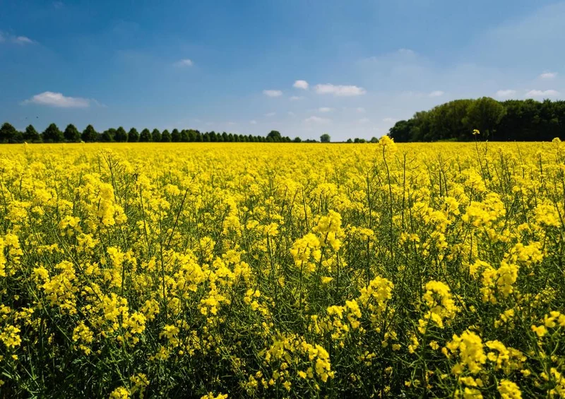 21561 Natur - Raps-Feld Puzzle