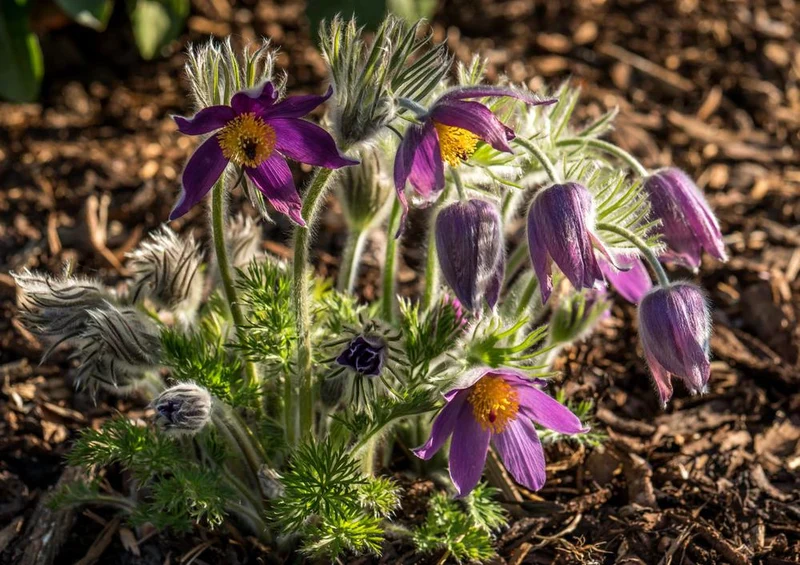 21556 Natur - Pulsatilla Vulgaris Puzzle
