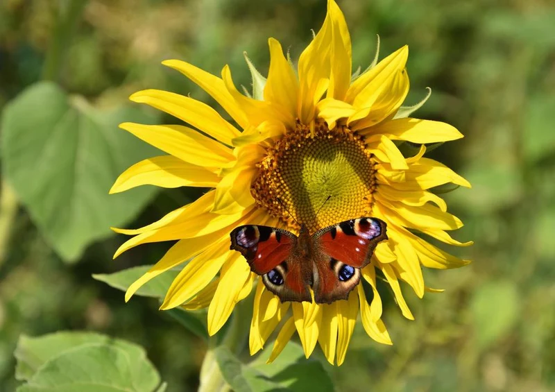 18614 Tierwelt - Schmetterling Puzzle