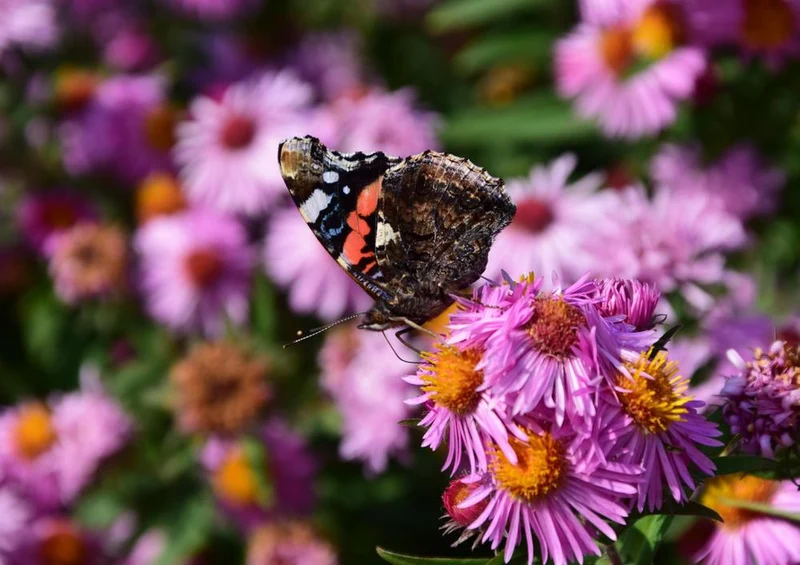 18613 Tierwelt - Schmetterling Puzzle
