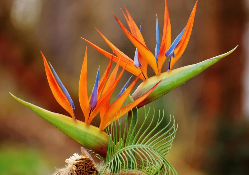 18612 Natur - Bird of Paradise Puzzle
