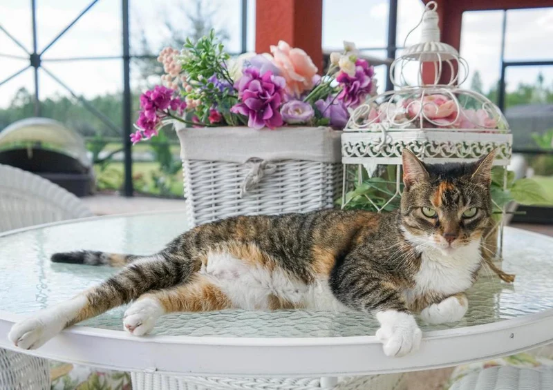 18607 Tierwelt - Katze Puzzle